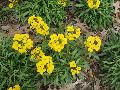 Siberian Wallflower / Cheiranthus allioni 